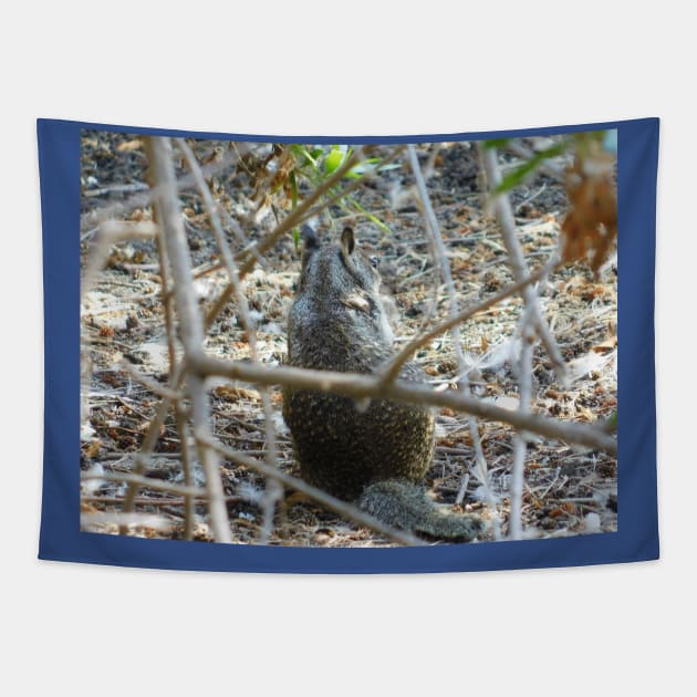 Sitting squirrel Tapestry by FriendlyComputerHelp