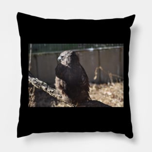 Hawk Pillow