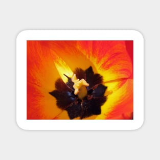 Red and yellow tulip stamens Magnet