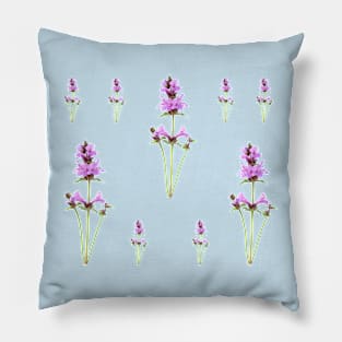 Stachys macrantha  Big Betony Pillow