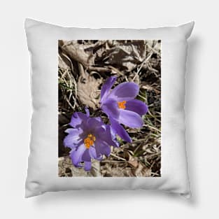 Long live the crocuses 1 Pillow