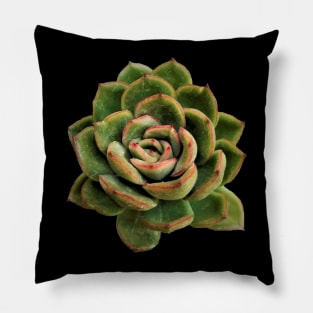 Echeveria Red tips Pillow