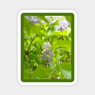 Lilac Hidden in the Leaves Magnet