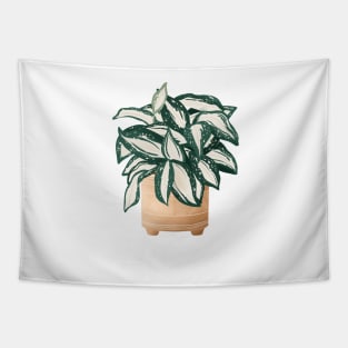 Dracaena Surculosa Tapestry