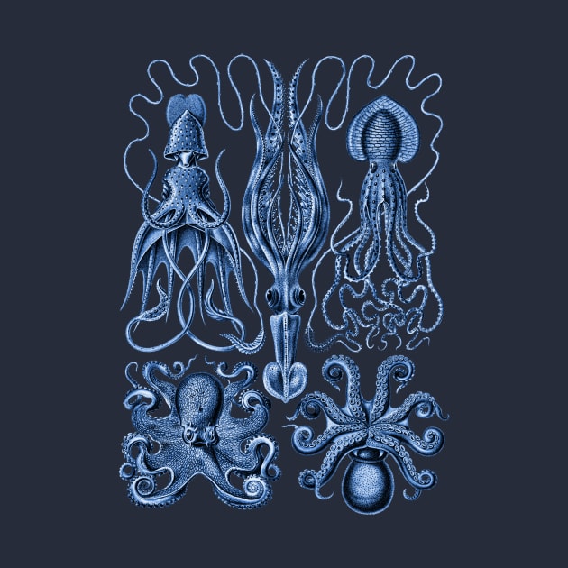 Ernst Haeckel Gamochonia Octopus Blue by Scientistudio