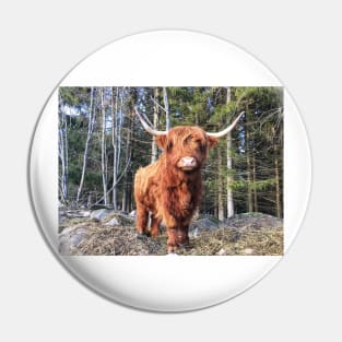 Scottish Highland Cattle Cow 2299 Pin
