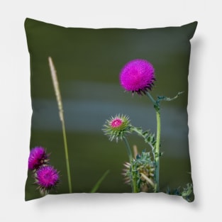 Thistle Pillow