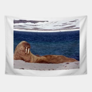 Walrus, Smeerenburg, Svalbard, Norway Tapestry