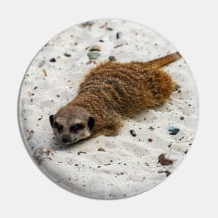 Relaxing Meerkat! Pin