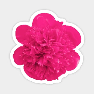 Pink Peony Pillow Magnet