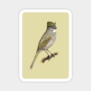 Green-tailed towhee Magnet