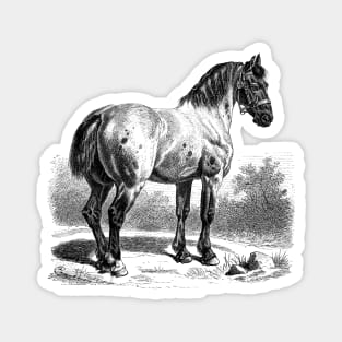 HORSE Vintage Black & White Illustration Magnet