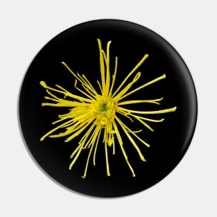 YELLOW CRYSANTHEMUM Pin