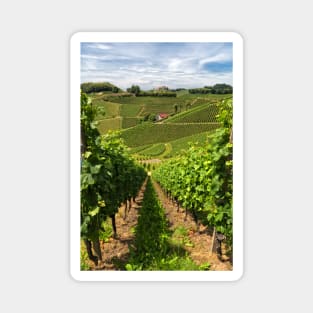 The Vineyard Magnet