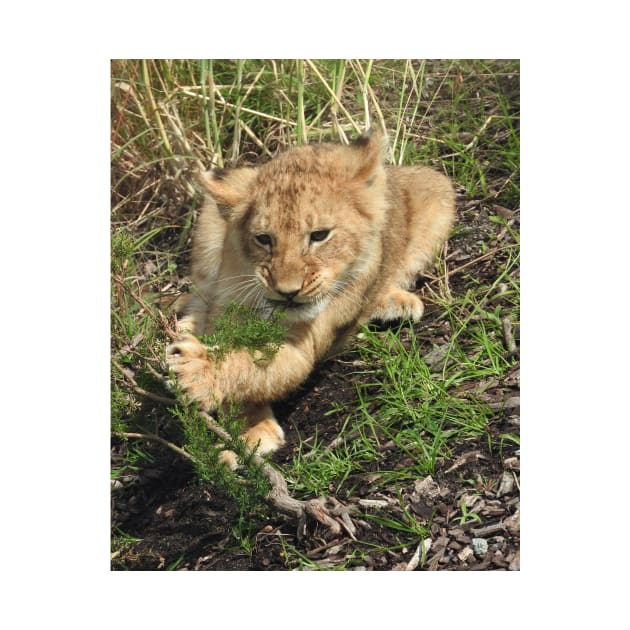 Lion Cub by kirstybush