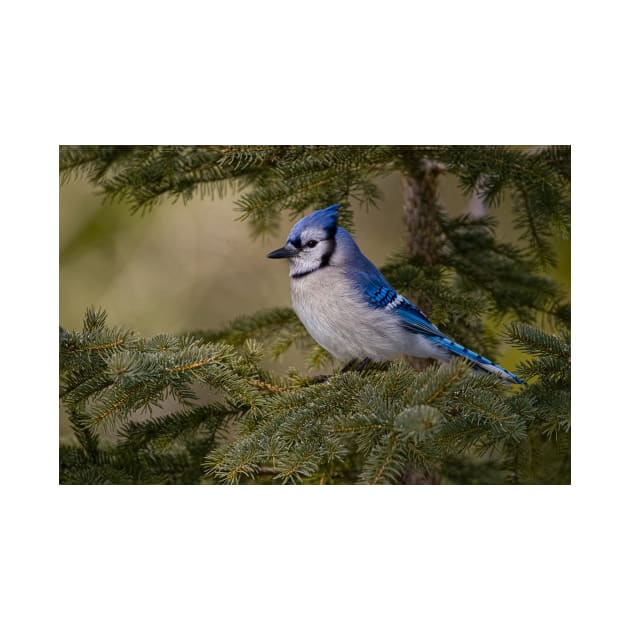 Blue Jay - Algonquin Park, Ontario by jaydee1400