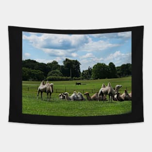 Double humped camels Tapestry