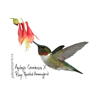 Ruby-Throated Hummingbird X Aquilegia Canadensis T-Shirt