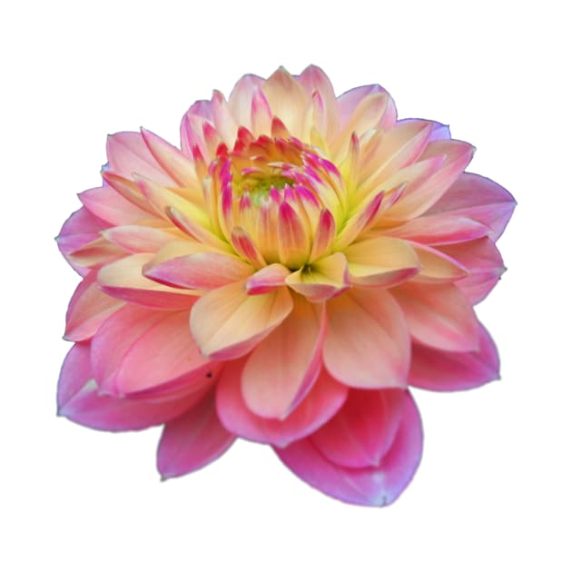 Dahlia Amis Fleur by MrsSmith007