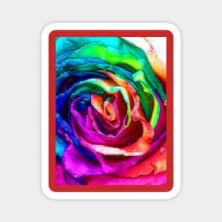 Rainbow Rose Close Up Magnet