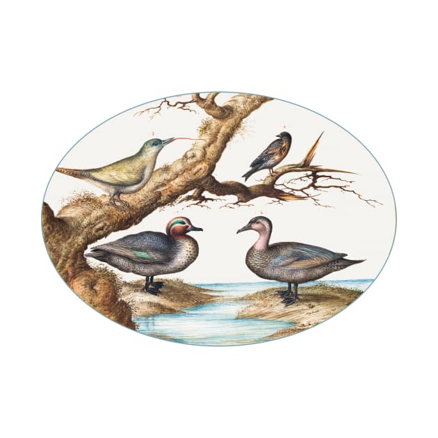 Green-Winged Teal, Juvenile Green Woodpecker and Two Other Birds (1575-1580) by WAITE-SMITH VINTAGE ART