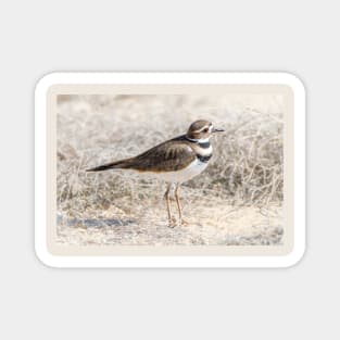 Single Killdeer Magnet