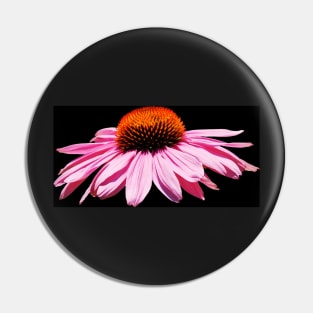 Echinacea Purpurea on White Background Pin