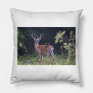 White-tailed buck Pillow