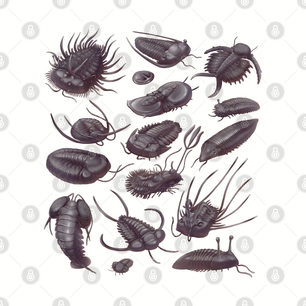 Trilobite Fossils by Wagglezags