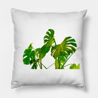 Monstera  green leaves and stems in casual fashion selective isolated on white background. Pillow