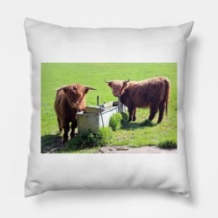 Highland Cattle in a Field Pillow