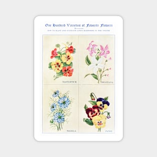 Flower watercolor illustration (1915) Magnet