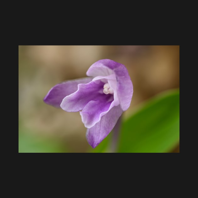 Roscoea alpina by chrisburrows