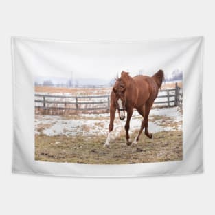 Verrazano filly Tapestry