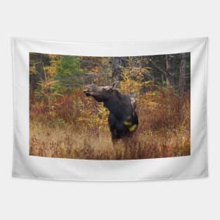 Shy - Canadian Moose - Algonquin Park, Canada Tapestry