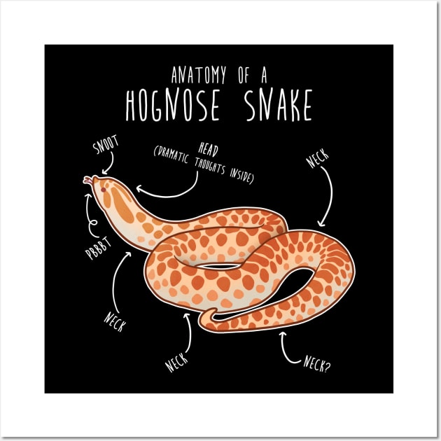 Albino Hognose Snake Anatomy - Albino Hognose Snake - Posters and Art ...