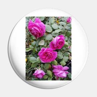 Pink Vintage Rose Pin