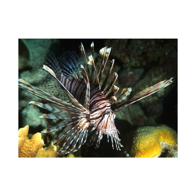 Caribbean Lion Fish by Scubagirlamy