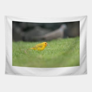 Saffron Finch Tapestry