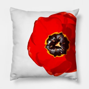 Red open tulip in sunlight Pillow