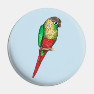 Conure with a heart on its belly Pin