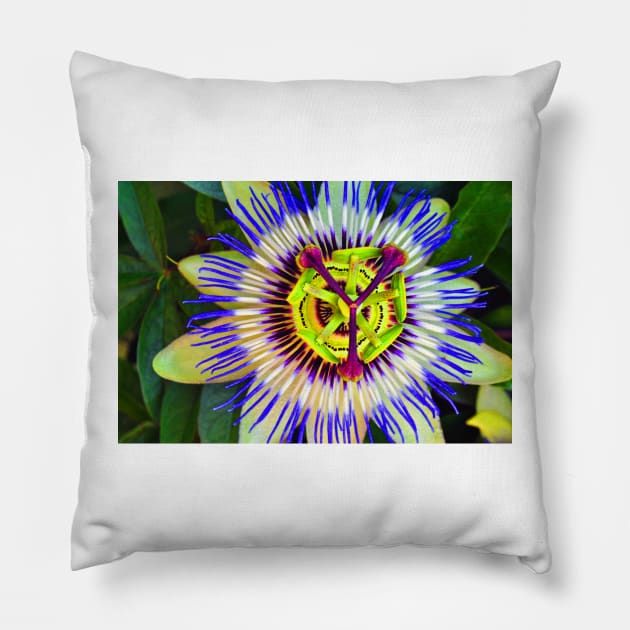 Passion Flower Summer Flowering Plant Pillow by AndyEvansPhotos