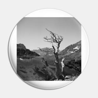 Glacier National Park Deadwood Tree Pin