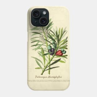 Penstemon Cordifolius With Details Phone Case