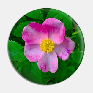 Wild Carolina Rose Pin