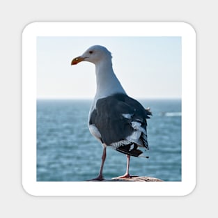 Seagull - Hold That Pose Magnet