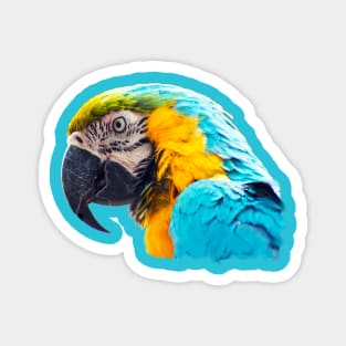 Macaw portrait Magnet