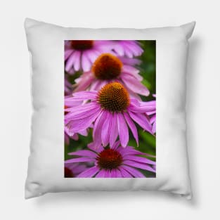 Row Of Coneflowers Pillow