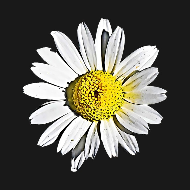 Denmark Flower Marguerite Daisy Argyranthemum Frutescens Pattern by BubbleMench