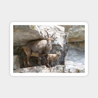 Capricorn Baby / Swiss Artwork Photography Magnet